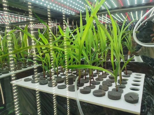 LIYI 2-পার্শ্ব 3-পার্শ্ব পরিবেশগত কৃত্রিম জলবায়ু পরীক্ষার আলোকসজ্জা প্ল্যান্ট গ্রোথ ইনকিউবেটর চেম্বার বিক্রয়ের জন্য মূল্য